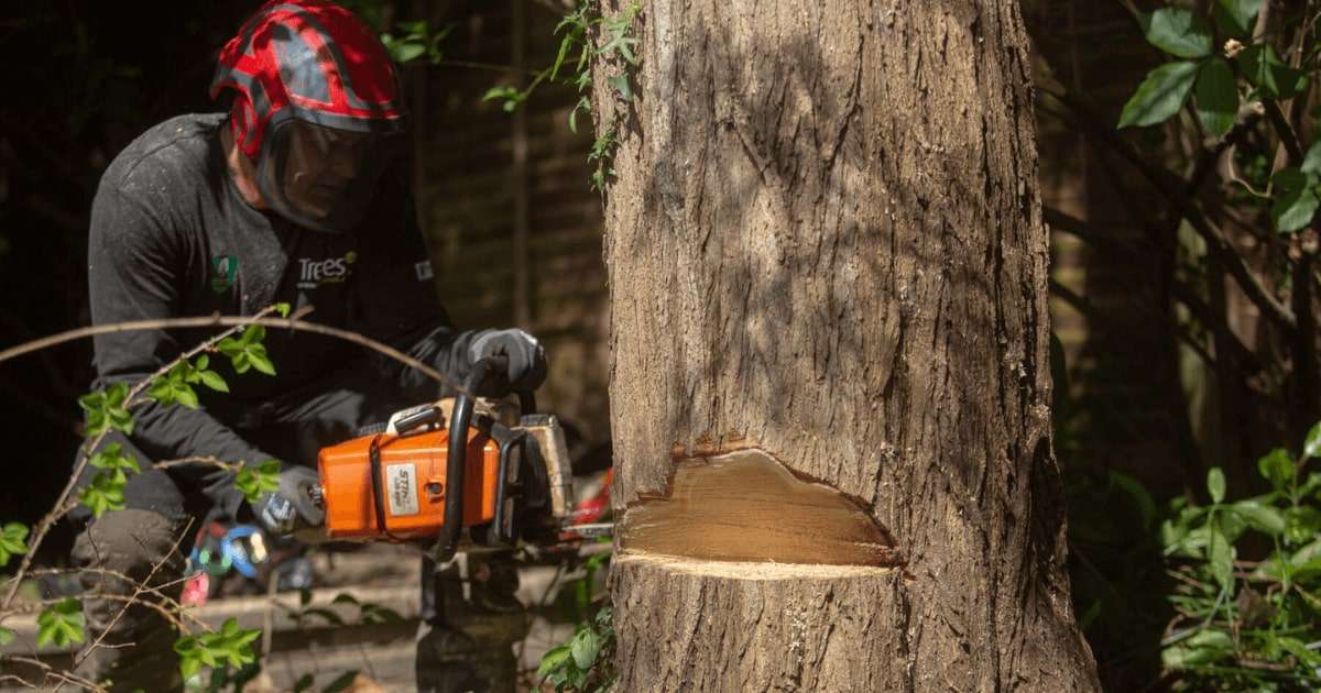 Tree removal process step by step
