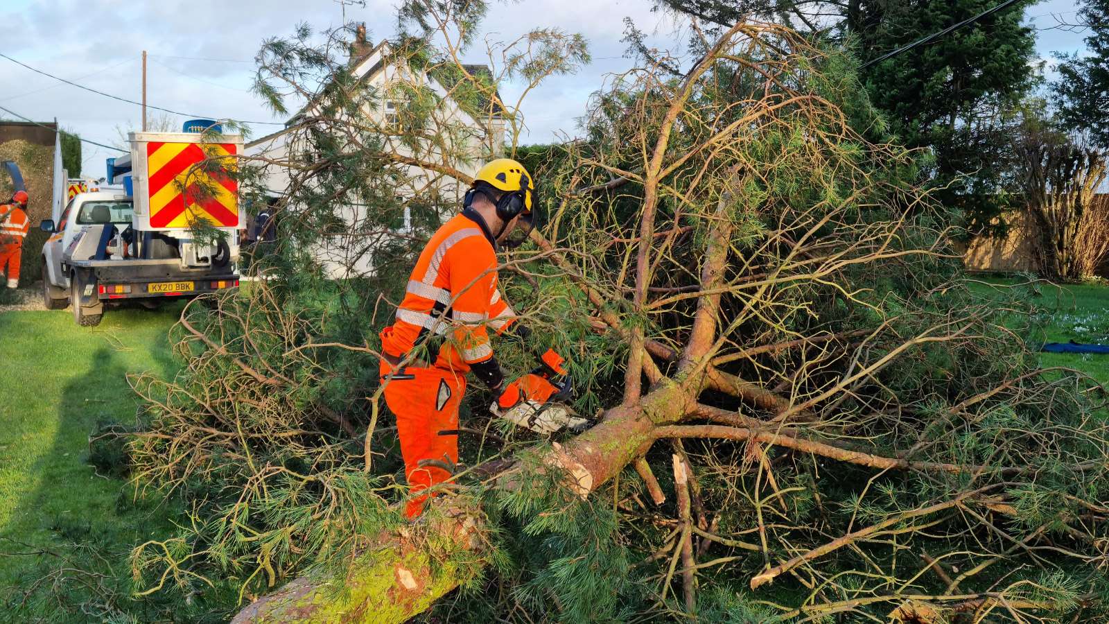 Safe tree removal near property