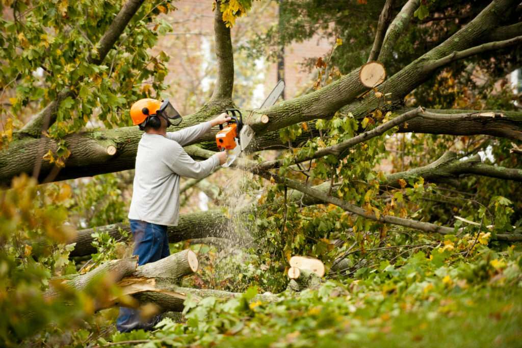 Professional tree cutting and removal service
