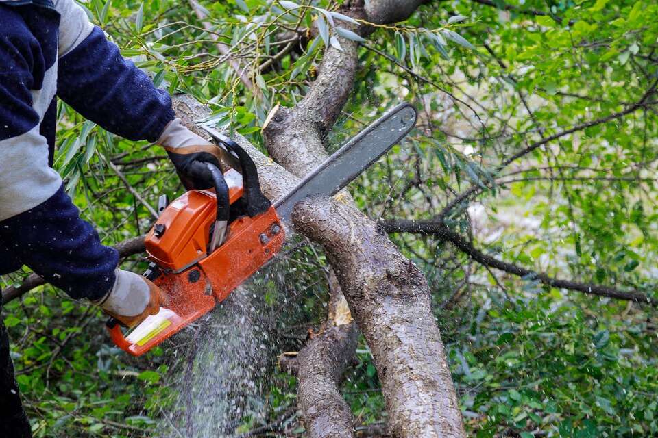 Professional tree care team