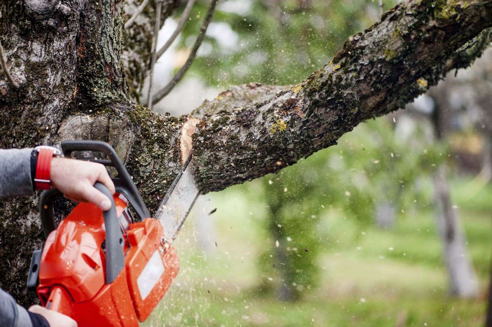 Arborist trimming tree branches